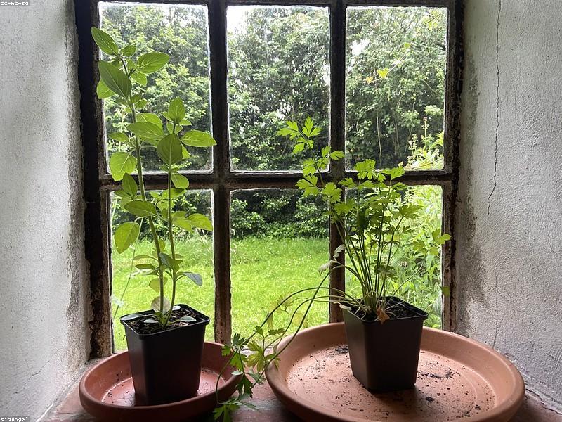 Basil (Ocimum basilicum)