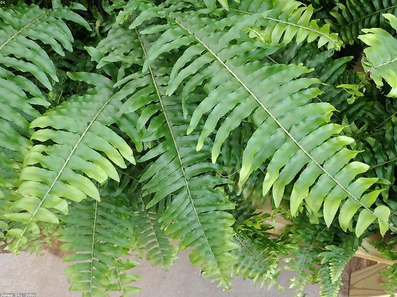 Boston Fern (Nephrolepis exaltata)