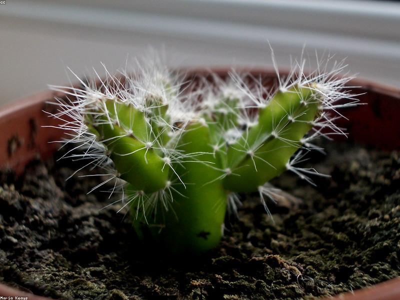 Cactus (Cactaceae)