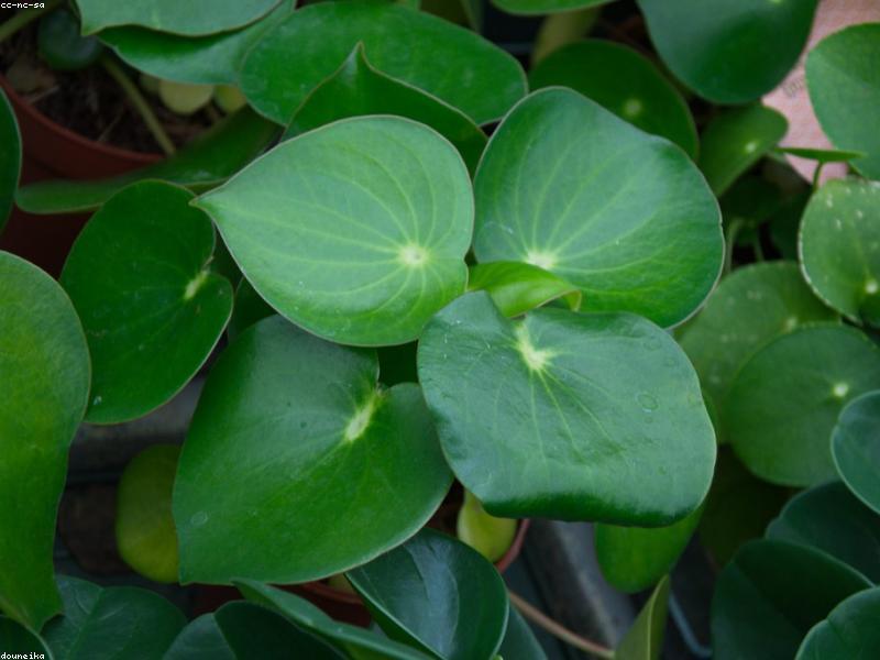 Chinese Money Plant (Pilea peperomioides) plant — round, coin-shaped leaves on long petioles