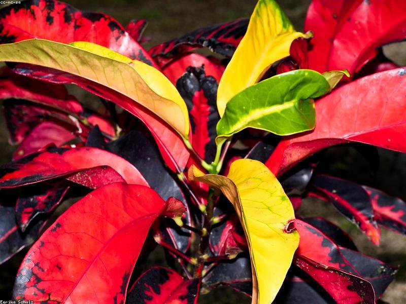Croton (Codiaeum variegatum) plant — thick, leathery leaves in bold multicolor patterns