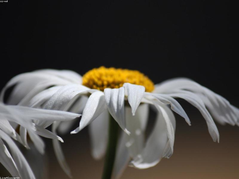 Daisy (Bellis perennis)
