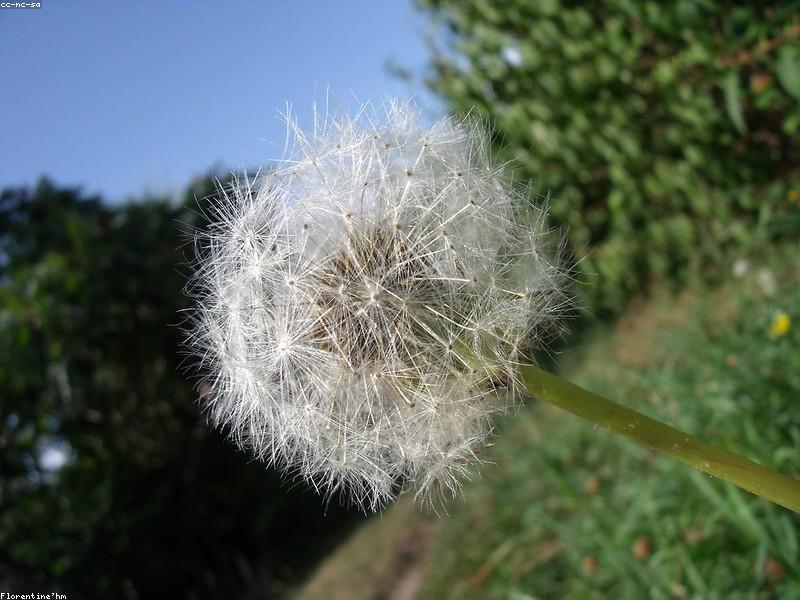 Dandelion (Taraxacum officinale)