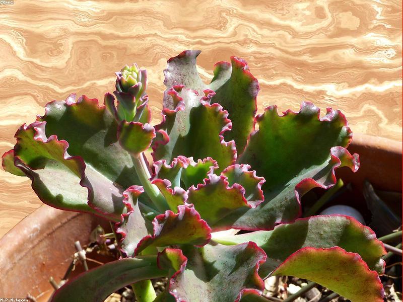 Echeveria