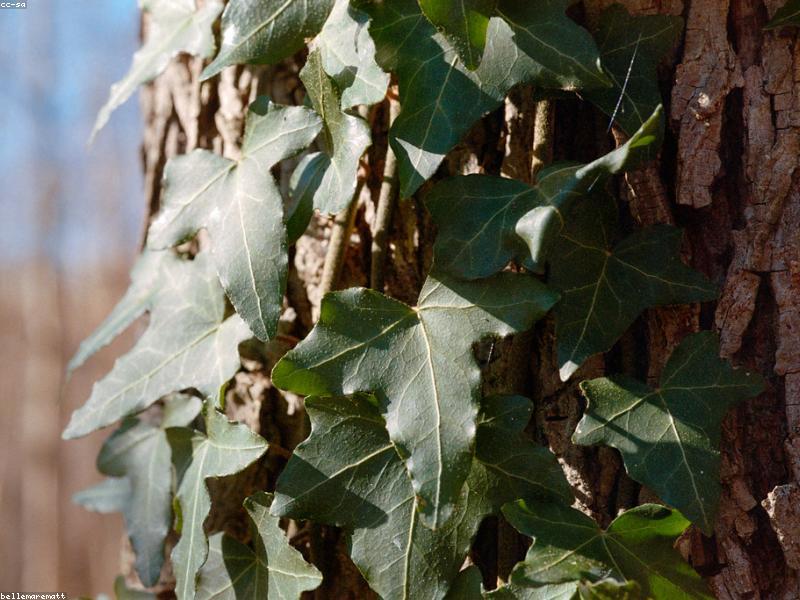 English Ivy (Hedera helix) plant — lobed, star-shaped evergreen leaves