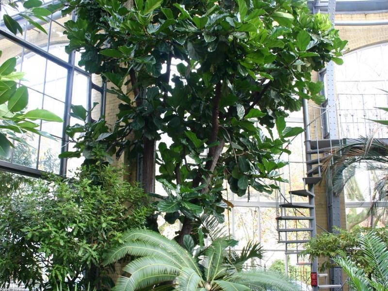 Fiddle Leaf Fig (Ficus lyrata)