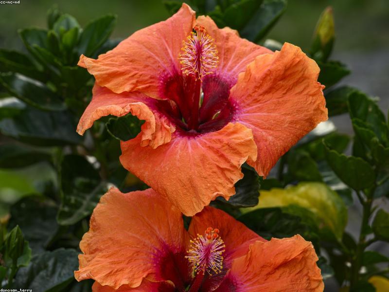 Hibiscus (Hibiscus rosa-sinensis)