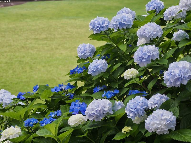 Hydrangea (Hydrangea macrophylla)