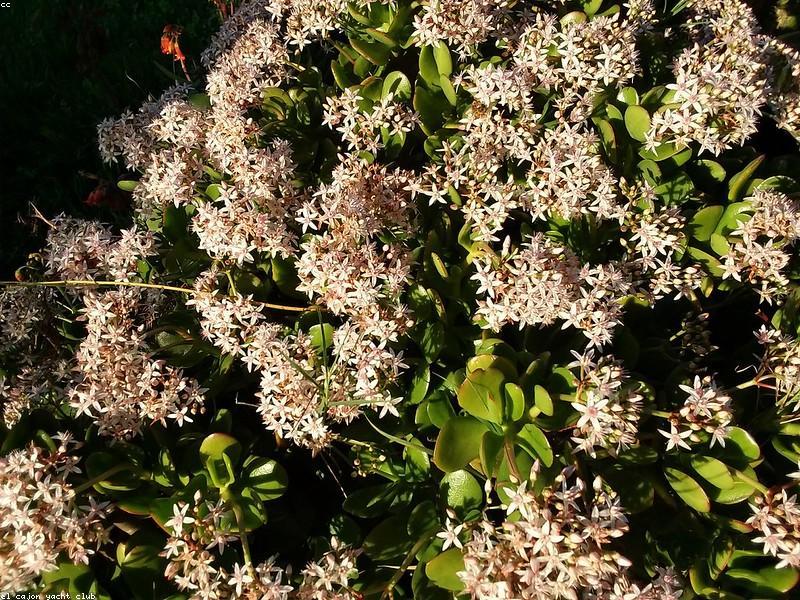 Jade Plant (Crassula ovata)