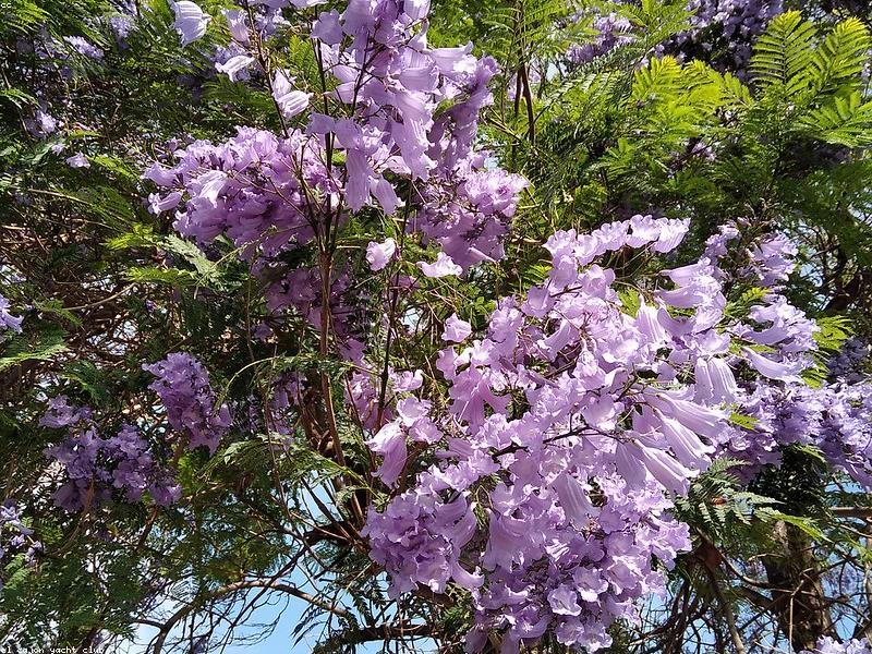 Lavender (Lavandula)
