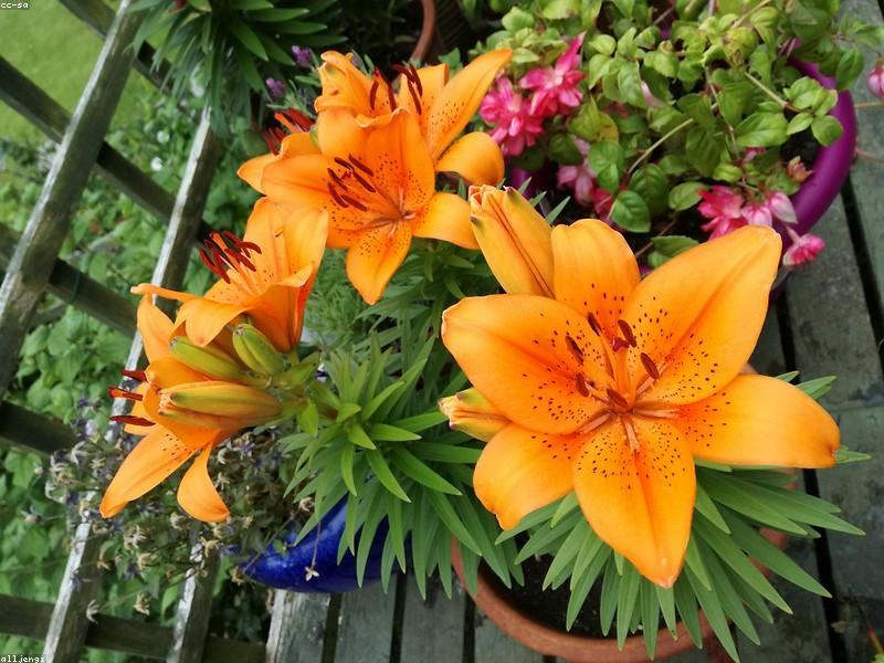 Lily (Lilium)