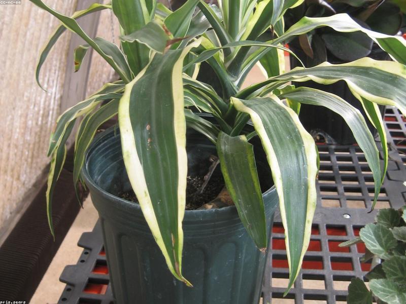 Lucky Bamboo