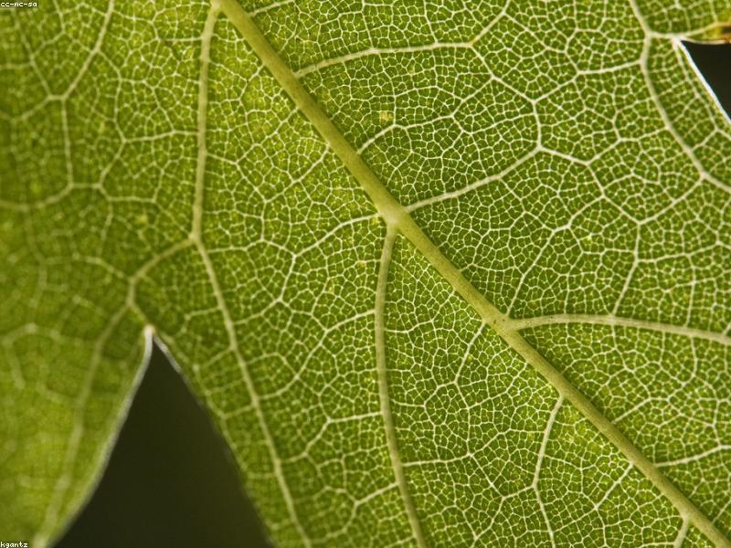 Maple Tree (Acer)