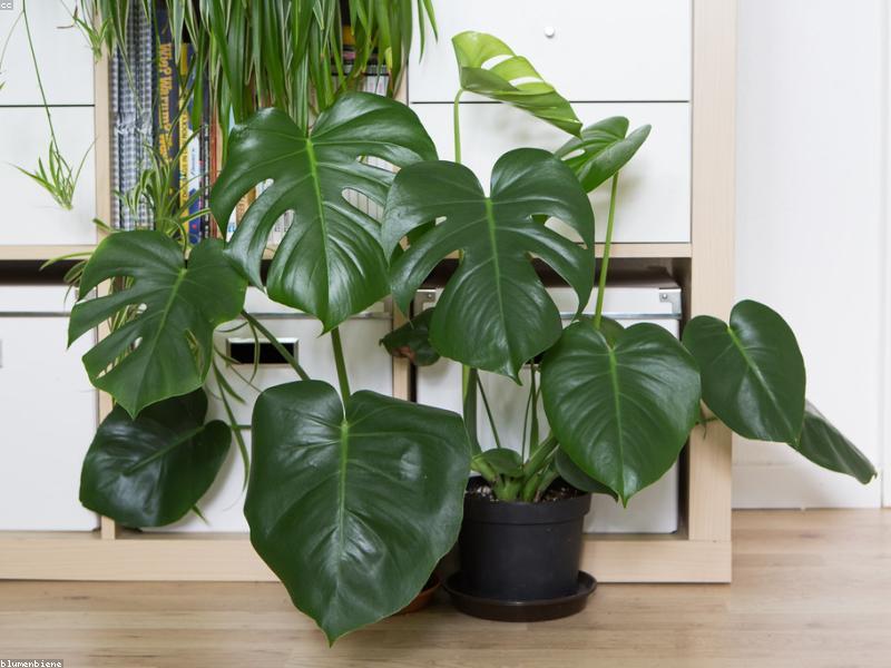 Monstera Deliciosa (Monstera deliciosa) plant — large heart-shaped leaves with natural holes and splits
