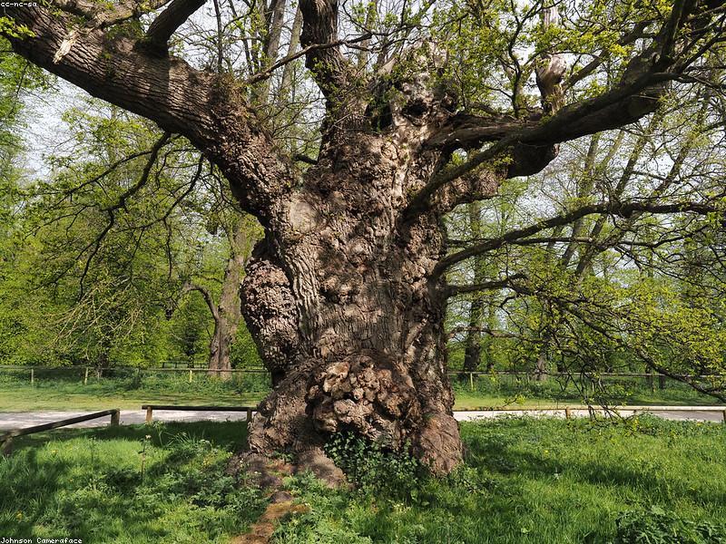 Oak Tree (Quercus)