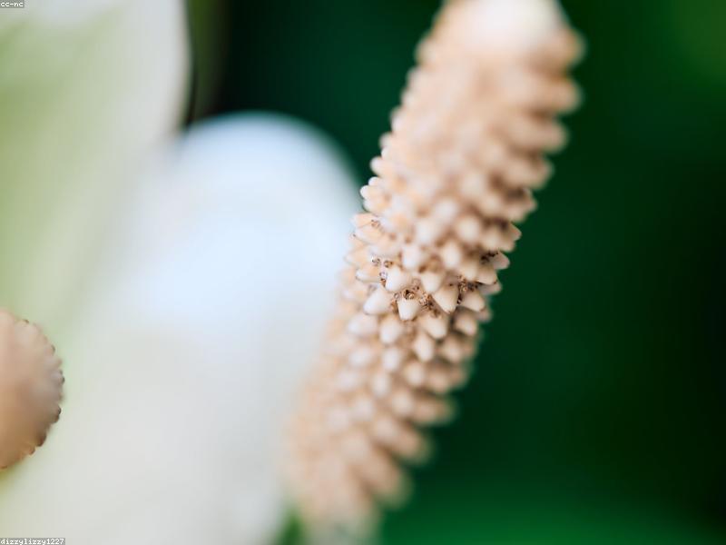 Peace Lily