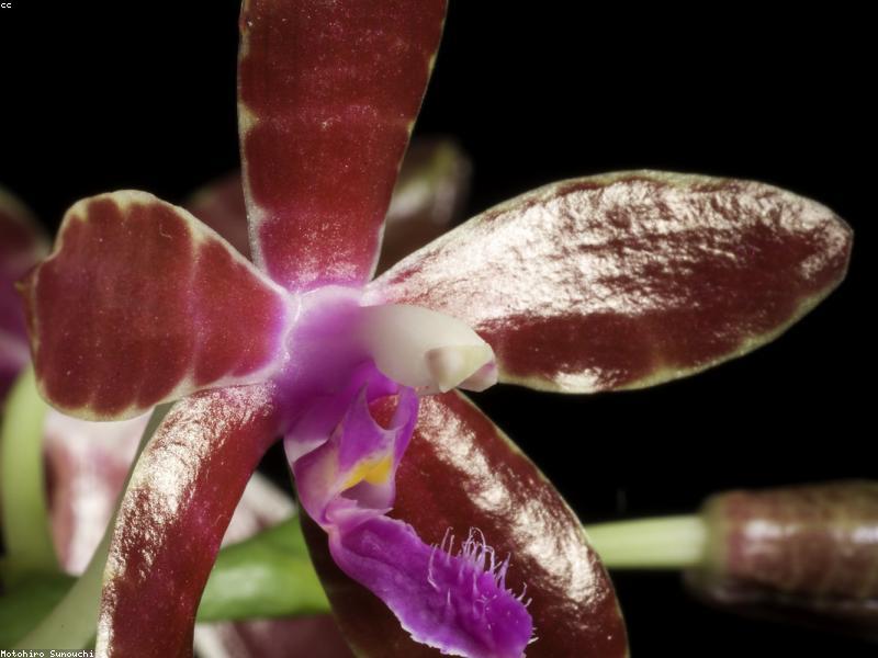 Moth Orchid (Phalaenopsis amabilis)