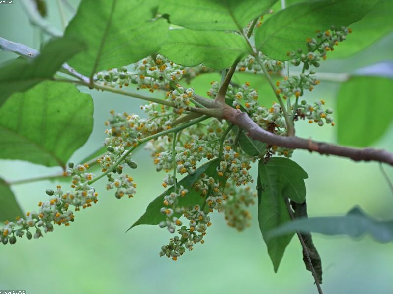 Poison Ivy (Toxicodendron radicans)