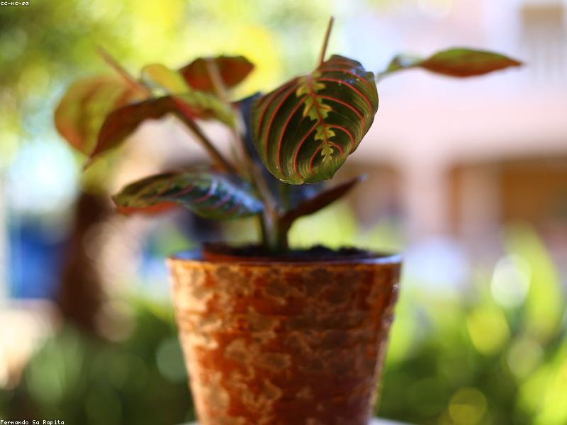 Prayer Plant