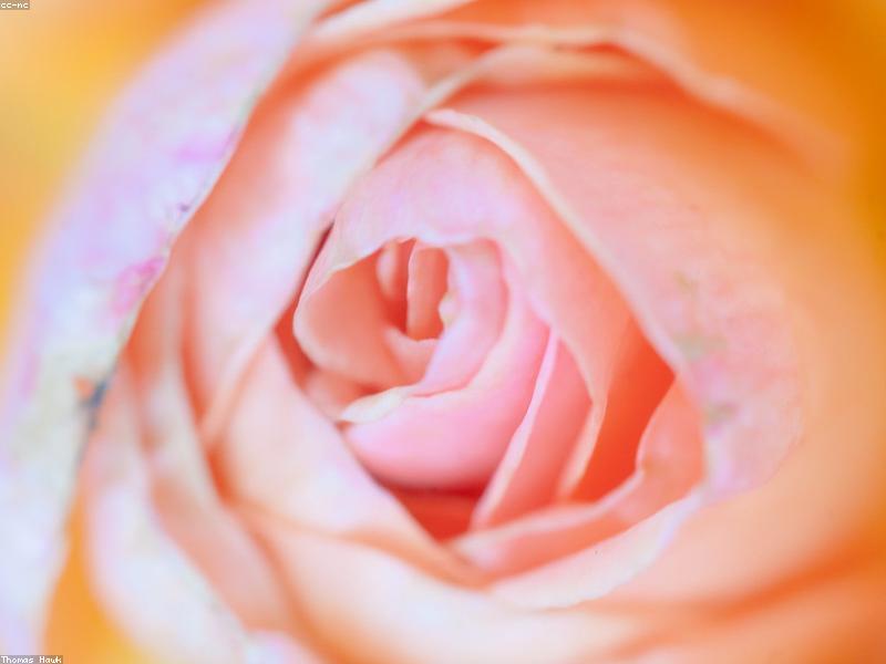Rose (Rosa)