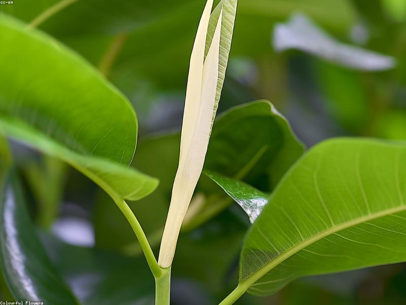 Rubber Plant (Ficus elastica)