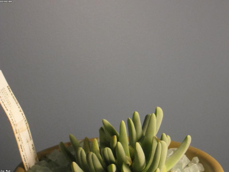 Succulents (Various genera)