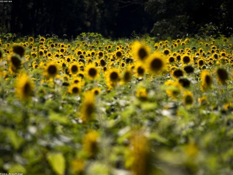 Sunflower (Helianthus annuus)