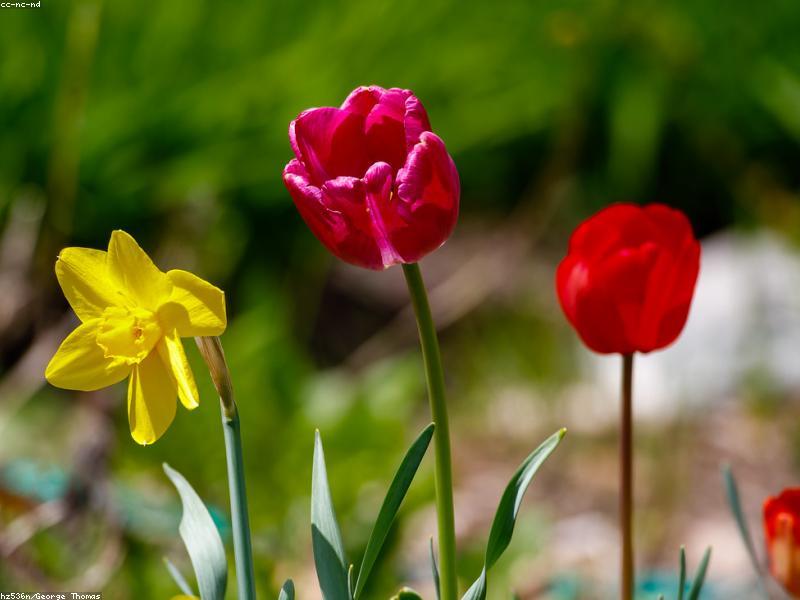 Tulip (Tulipa)