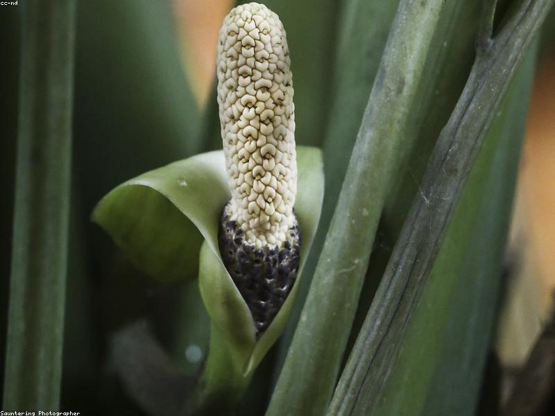 ZZ Plant (Zamioculcas zamiifolia)